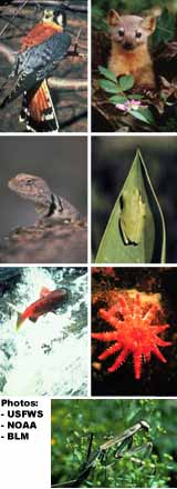 Birds, mammals, lizards, amphibians, fish, invertebrates and insects