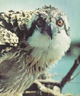 Osprey extinction was narrowly averted by the banning of DDT.